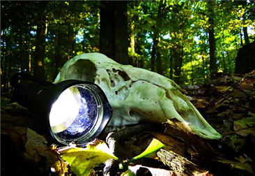 【夜猎技巧】晚上狩猎兔子的好方法