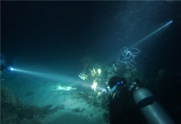 【技巧】如何拍摄夜间潜水照片